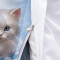 Housse de couette Chat couleur 140x200 cm 200x200 cm 220x240 cm 240x260 cm - miniature variant 2