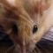 Housse de couette Hamster style- 200x200 cm - miniature variant 5