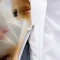 Housse de couette Hamster zl 240x260 cm - miniature variant 5