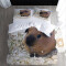 Housse de couette Hamster couleur 240x260 cm - miniature variant 4