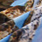 Housse de couette Tigre aigle 140x200 cm 160x200 cm 200x200 cm 220x240 cm - miniature variant 4