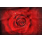 Housse de couette Rose - Fleur -  rouge 135x200 cm 200x200 cm 220x240 cm - miniature variant 4